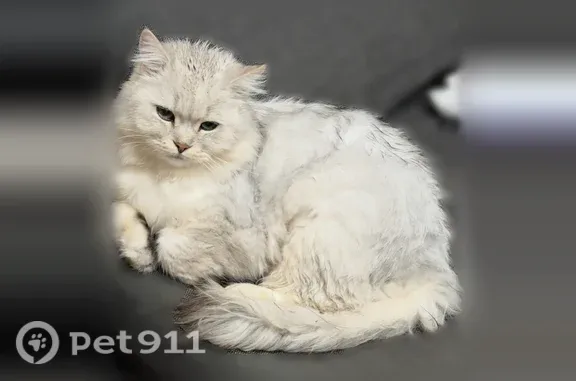 Пропала кошка, Ново-Ясенная, Смоленск — крупный серебристый кот - photo