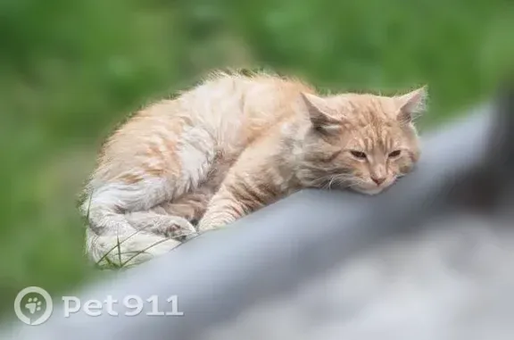 Пропала кошка, Поселок городского типа Томилино (г Люберцы), Люберцы — мурчучая - photo