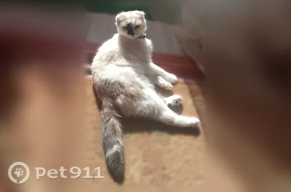 Пропала кошка, Сельхозтехники, д. 2, Гагарин — белая вислоухая - photo