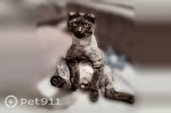 Пропала кошка, Деревня Русский Саскуль — Лео и Лили ушли в траву - photo