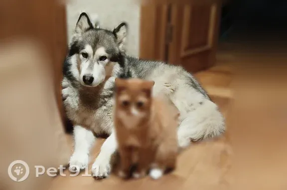 Пропала собака, Деревня Литега — маламут с клеймом на животе - photo