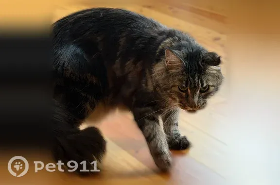 Найдена кошка, Чебоксары, фото: Найдена кошка, Ленина, д. 25, Чебоксары — дружелюбная и любопытная