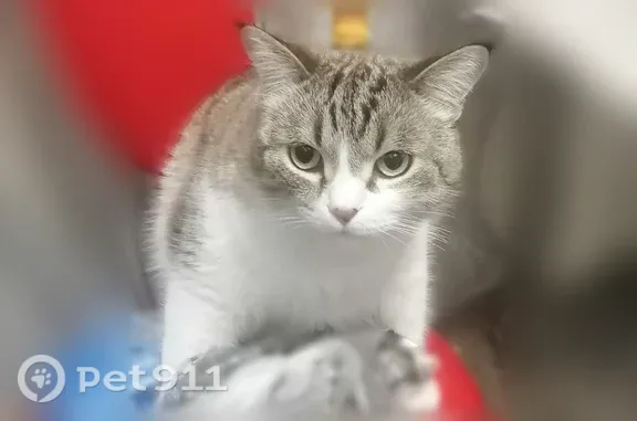 Пропала кошка, Ушакова, д. 49, Тольятти — строители не закрыли дверь - photo