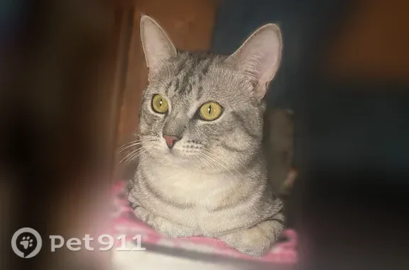 Кошки потеряшки, Агуй-Шапсуг, фото: Потеряшка кошка, Аул Агуй-Шапсуг, Заречная, д. 8Б, Агуй-Шапсуг — молодой серый котик