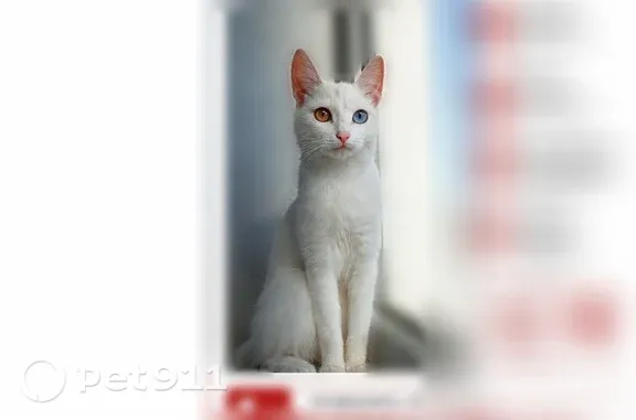 Пропала кошка, Пенза, Пушкина, Пенза — девочка - photo