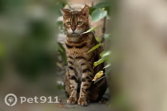 Найдена кошка, Калуга, фото: Найдена кошка, Калуга, Центральная, Калуга — бенгальская, 2–3 года