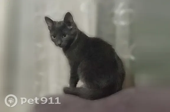 Пропала кошка, Невинномысск, 50 лет Октября, д. 6а — серого окраса - photo