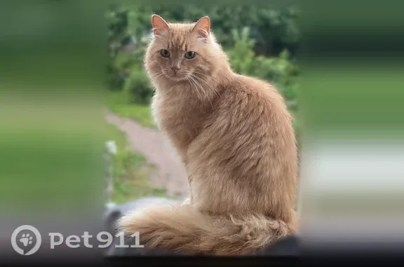 Кошки потеряшки, , фото: Потеряшка кошка, Территория ДНТ Вартемяки-3, д. 523 — крупная, пугливая, кастрированная
