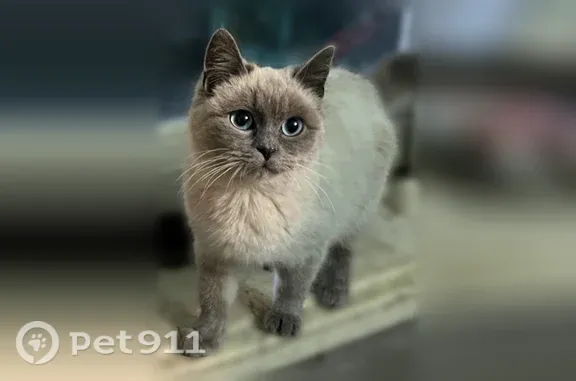 Пропала кошка, Тимашевск, 1-й Матросова, Тимашевск — кормящая, похожа на сиамскую - photo