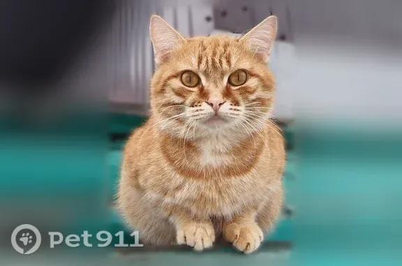 Пропала кошка, Омск, 12-я Северная — рыжий кот с хромой лапой - photo