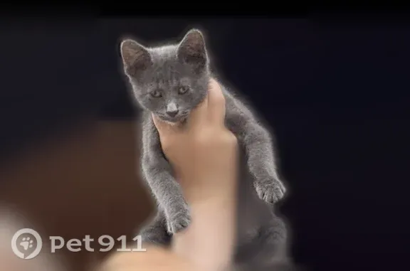 Пропала кошка, Поселок Петровское, Шоссейная, д. 2 — серый котёнок-самец - photo