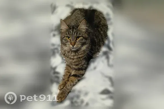 Пропала кошка, Суворова, д. 91, Борисоглебск — чёрно-тигровая, очень пушистая - photo
