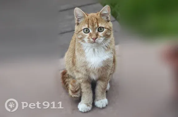 Найдена кошка, Одинцово, фото: Найдена кошка, Маршала Жукова, д. 26, Одинцово — котёнок около 4 месяцев