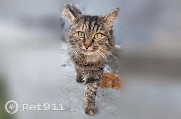 Найдена кошка, Хузангая, Чебоксары — нужна любящая семья - photo