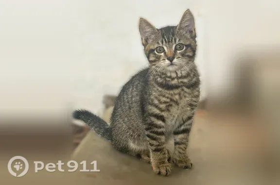 Кошка ищет дом, Тюмень, 8 Марта, Тюмень — табби, не дикий - photo