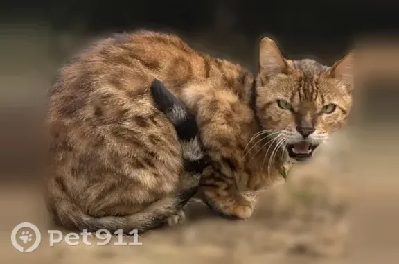 Найдена кошка, Тамбов, фото: Найдена кошка, Тамбов (rf1252837)
