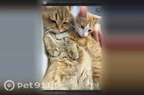 Пропала кошка, Улан-Удэ, Лесная, Улан-Удэ - photo