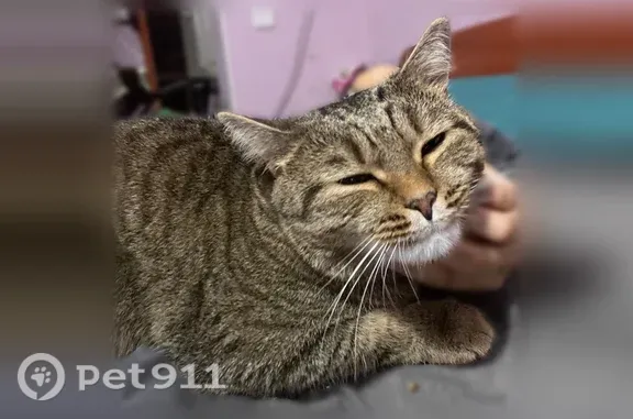 Пропала кошка, Волжская, д. 54, Астрахань — серый пятнистый кот - photo