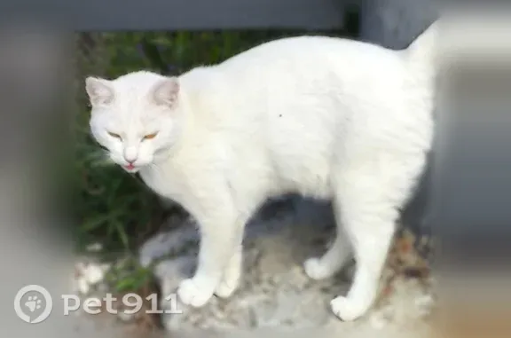 Найденные животные Симферополь, фото: Найдена кошка, им. Матэ Залки, д. 15а, Симферополь — белая шерсть