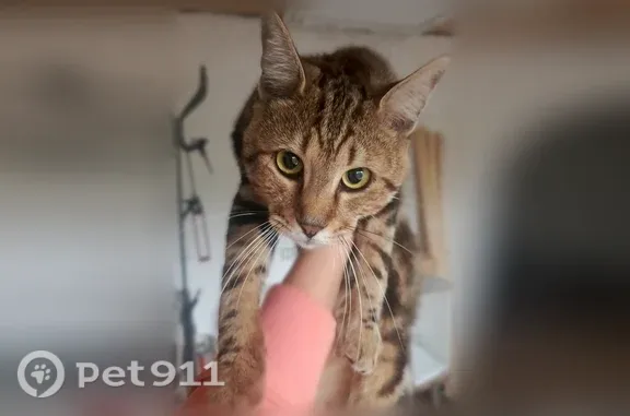 Найдена кошка, Саратов, фото: Найдена кошка, Территория СНТ Дубки (г Саратов), Саратов — молодой бенгал, не кастрирован