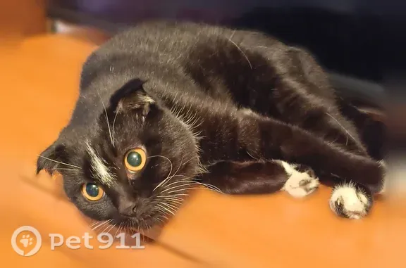 Найдена кошка, Чебоксары, фото: Найдена кошка, Ленина, д. 42, Чебоксары — вислоухий чёрный котик