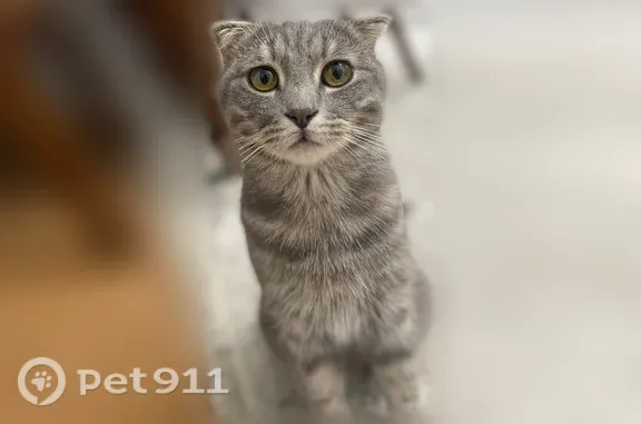 Пропала кошка, Декоративная, Махачкала — сбежала во время проветривания - photo