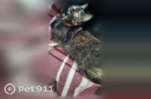 Пропала кошка, Циолковского, д. 8, Красногорск — трёхцветная девочка, 6 месяцев - photo