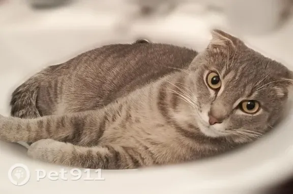 Пропала кошка, Бийск, Михаила Кутузова, д. 27 — серый вислоухий котик - photo