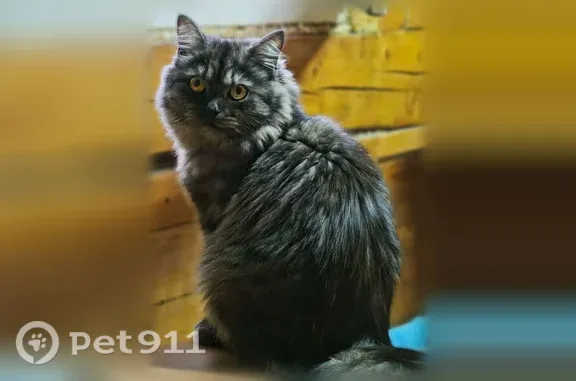 Пропала кошка, Краснознаменная, д. 1, Кемерово — светло-серый окрас, пушистый хвост - photo