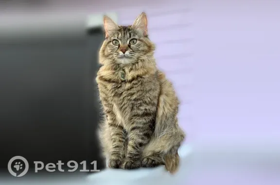 Пропала кошка, Бестужевых, д. 8, Москва — крупная сибирская кошка - photo