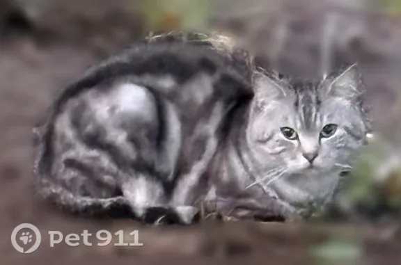 Найдена кошка, Казань, фото: Найдена кошка, Гагарина, д. 35А, Казань — серая с яркими полосами