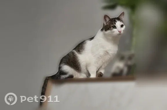 Пропала кошка, девочка, Район Приморский, Парашютная, д. 22, Санкт-Петербург — может шипеть - photo