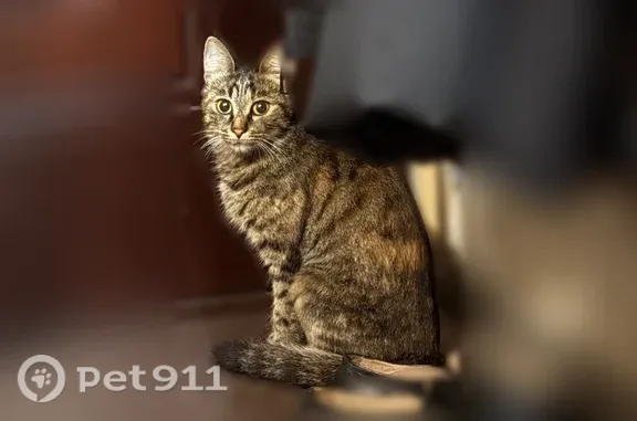 Найдена кошка, Розы Люксембург, Иркутск — во дворе дома 195, в районе Европарка - photo