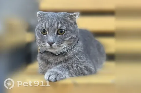 Пропала кошка, Махачкала — серый окрас и зелёные глаза - photo