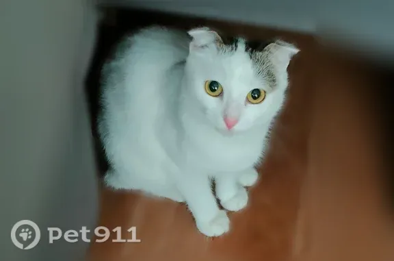 Найдена кошка, Ульяновск, фото: Найдена кошка, Станкостроителей, д. 22, Ульяновск — вислоухая, ухоженная