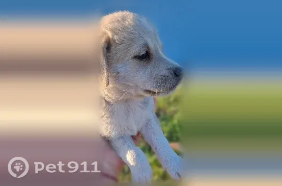 Собака ищет дом, Село Верхняя Тойда, Подлесная, д. 9, Верхняя Тойда — 6 ласковых щенков - photo