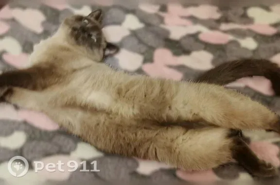 Пропала кошка, девочка, Рахманинова, д. 35, Пенза — сиамская, откликается на кличку Майя - photo