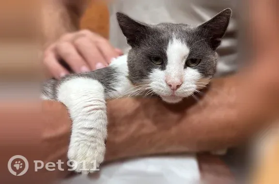 Найдена кошка, Челябинск, фото: Найдена кошка, Новороссийская, д. 30, Челябинск — очень ласковая, после лечения