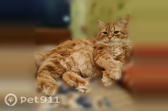 Пропала кошка, Микрорайон 1а (г Тихвин), Тихвин — хромают задние лапки - photo