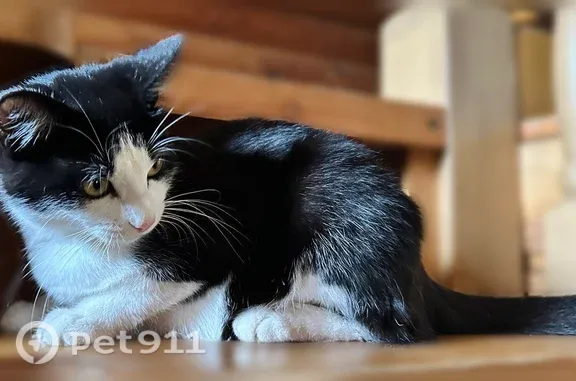 Пропала кошка, Деревня Сёла, Советская, Сёла — девочка, бело-чёрная - photo