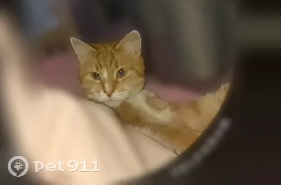 Пропала кошка, Градостроителей, д. 21, Мурманск — рыжий, не ручной, возможно ранен - photo
