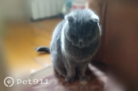 Пропала кошка, Порядок, д. 84, Рязань — серебристый окрас, кот Тимоха - photo