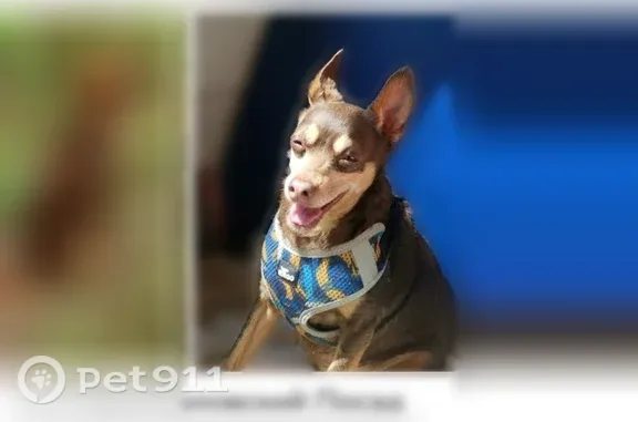 Пропала собака, девочка, Деревня Ковригино (г Павловский Посад), Павловский Посад — коричневый той-терьер - photo