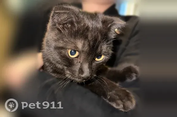 Найдена кошка, Копейск, Калинина, д. 6, Копейск — молодой кот, похож на британскую породу - photo