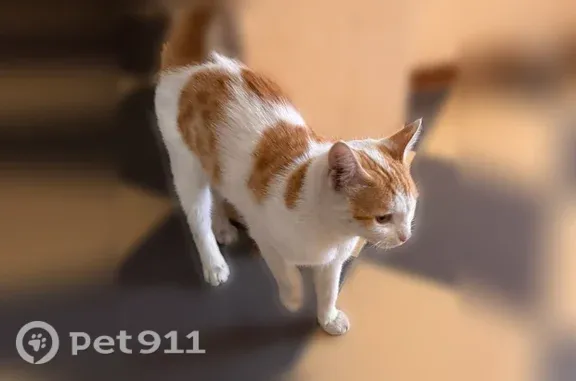 Найдена кошка, Ставрополь, фото: Найдена кошка, Ставрополь, Серова, Ставрополь — белая с рыжими пятнами