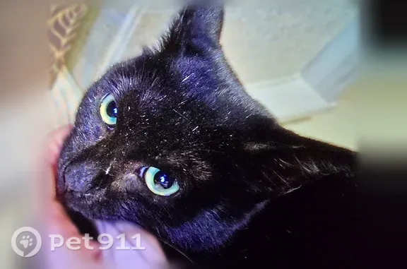 Найденные животные Великий Новгород, фото: Найдена кошка, Великий Новгород — ласковая, гладкошерстная