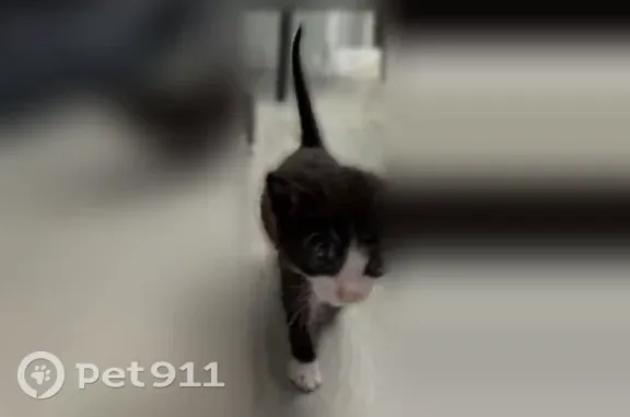 Кошка ищет дом, Гаражная, Краснодар — 4 котёнка, начинают есть сами - photo