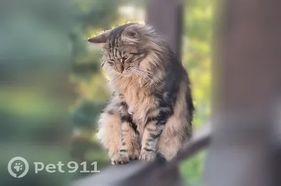 Пропала кошка, 2-я Рабочая, Уфа — курильский бобтейл без хвоста - photo