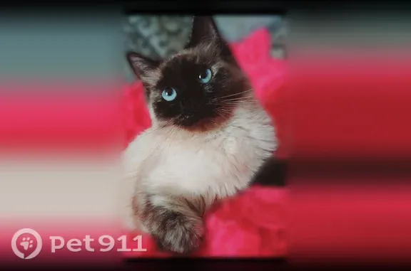 Пропала кошка, Ельня, Кутузовский, д. 9 — похожа на сиамскую - photo