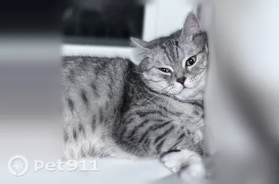 Пропала кошка, Топки, Островского, д. 1, Топки — упитанная и ласковая - photo
